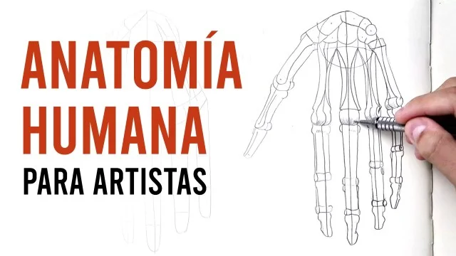 ¿Cómo empezar a estudiar Anatomía humana?